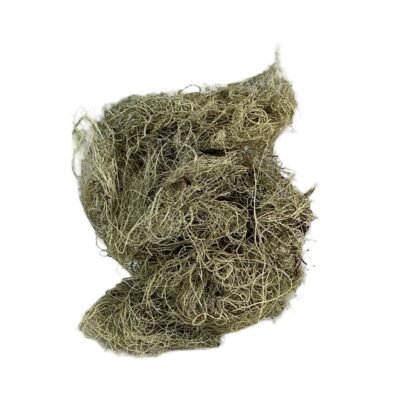 Iceland Moss