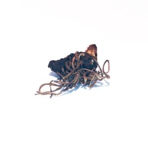 Low John the Conqueror Root