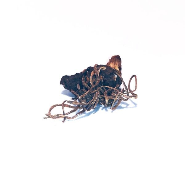 Low John the Conqueror Root