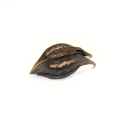 Bat Head Root
