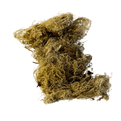 Lichen