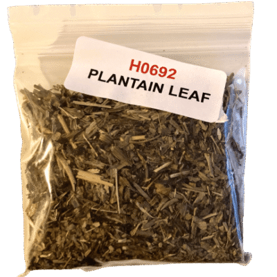 Plantain Leaf