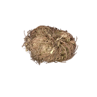 Rose of Jericho